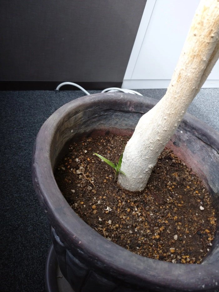 応接室から緑をお届けします